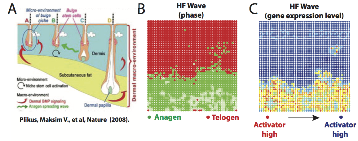 Hair Follicle Figure