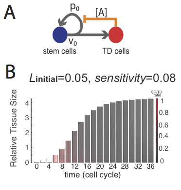 Tissue Growth Figure